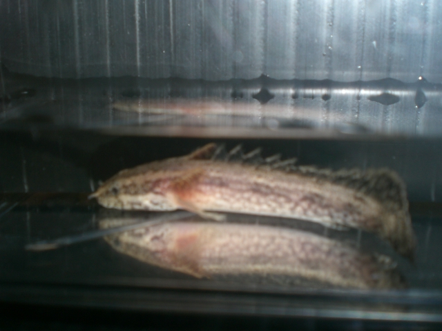 e0143096_15225271.jpg