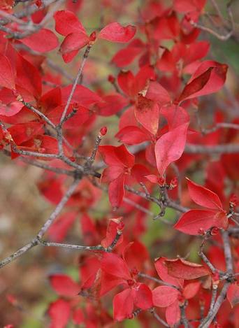 庭の紅と山茶花。_c0134408_1524548.jpg