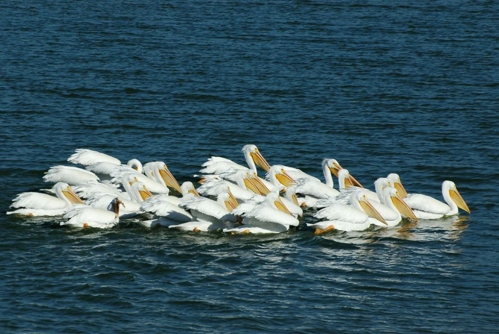 American White Pelican - アメリカシロペリカン_d0139709_7341443.jpg