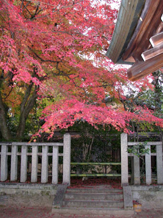 紅葉の北野天満宮_e0048413_2252767.jpg