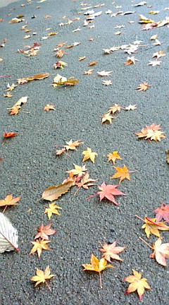 秋から冬へ。椛、楓、紅葉も見納めかな_b0032617_15411568.jpg