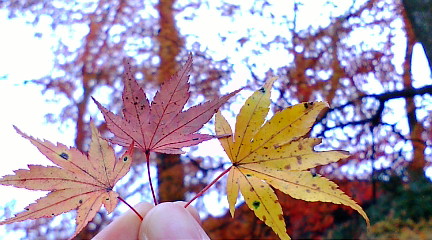 秋から冬へ。椛、楓、紅葉も見納めかな_b0032617_15411569.jpg