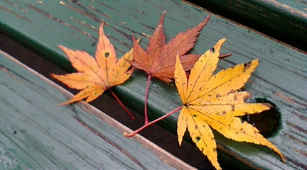 秋から冬へ。椛、楓、紅葉も見納めかな_b0032617_15411581.jpg