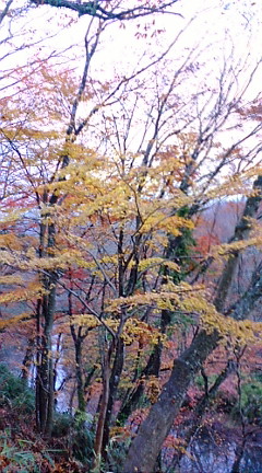 秋から冬へ。椛、楓、紅葉も見納めかな_b0032617_15411588.jpg