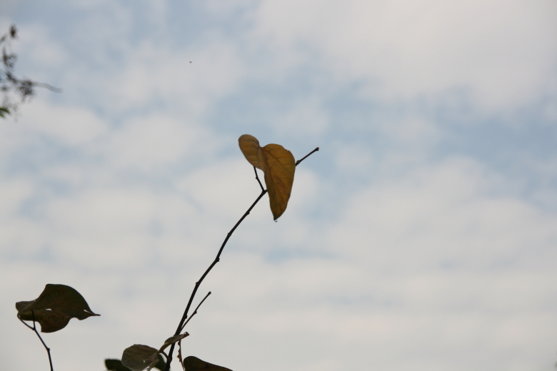 b0132924_2017550.jpg