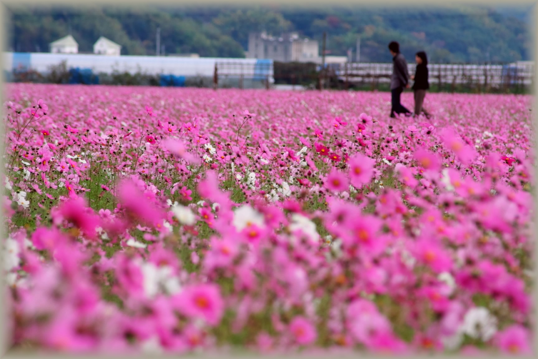 Frosen Flower_d0092434_19251266.jpg