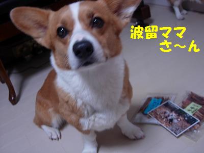 d0081541_1475261.jpg