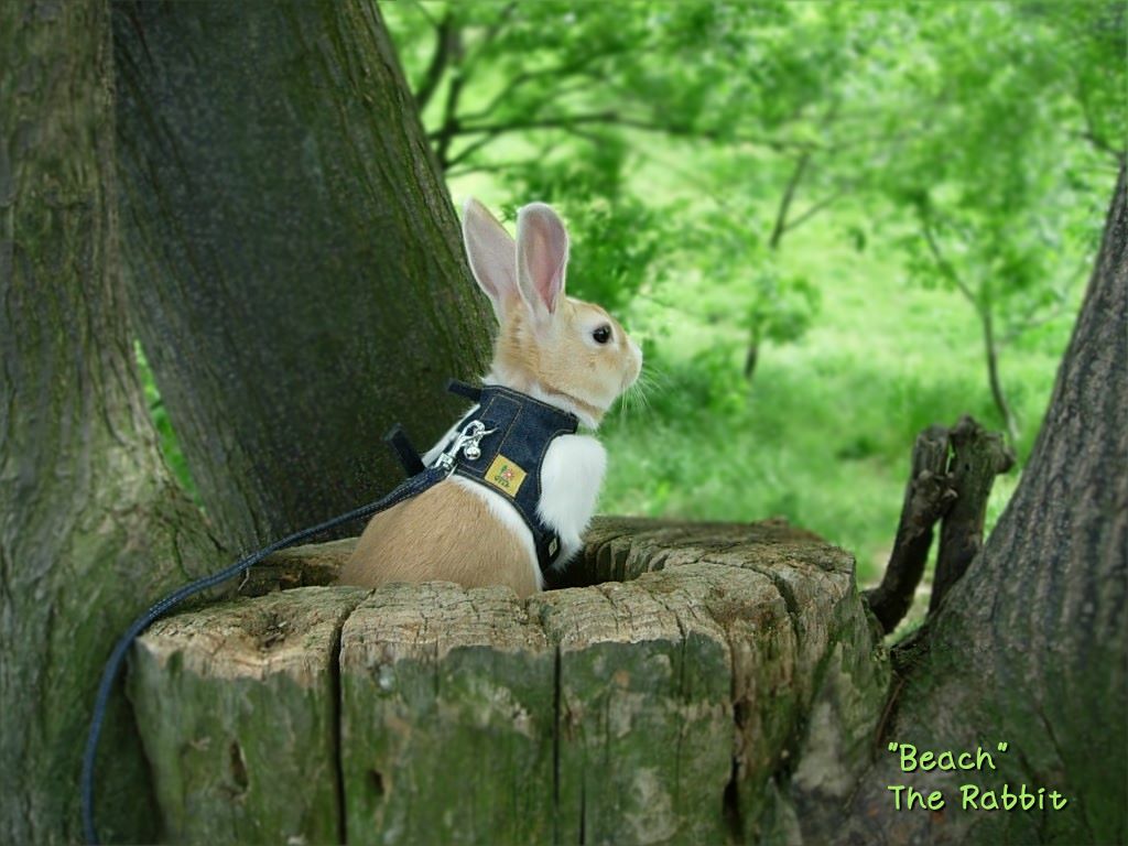 ピーターと びーち 壁紙どうぞ びーち はうす