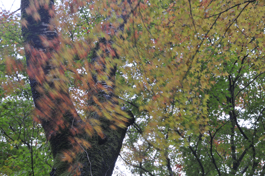 c0093046_7414173.gif