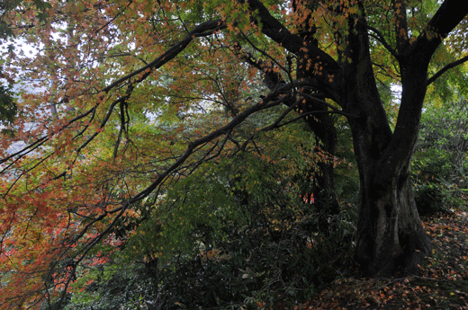 c0093046_7422975.gif