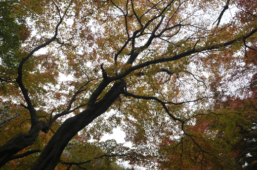 c0093046_742581.gif