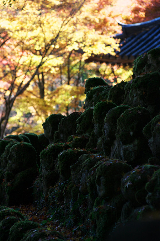 羅漢様の秋宴(愛宕念仏寺)_f0155048_22182214.jpg