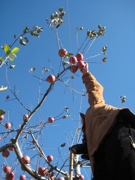 林檎とハイジと紅葉と_c0080651_20173879.jpg