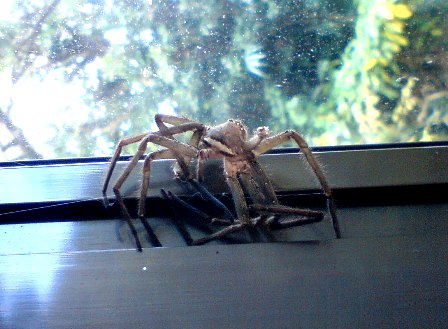 実はいいヤツ 殺さないほうがいい 南房総リパブリック 実はいいヤツ 殺さないほうがいい 南房総リパブリック