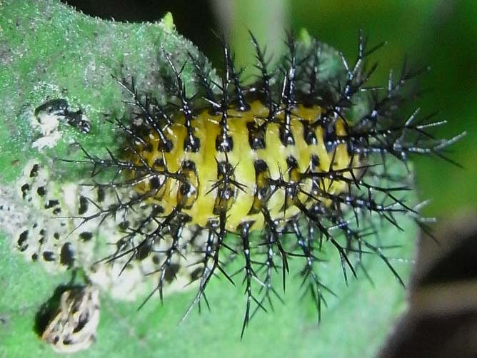 ハリネズミ幼虫 トホシテントウの冬越し 公園昆虫記 ハリネズミ幼虫 トホシテントウの冬越し 公園昆虫記