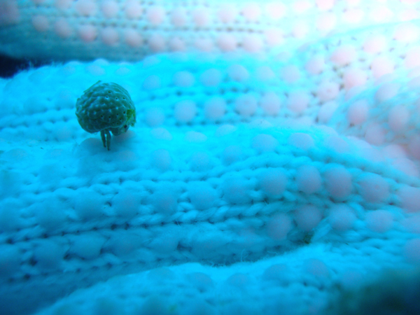 11/27(木) ユキンコボウシガニ_d0113459_20222978.jpg