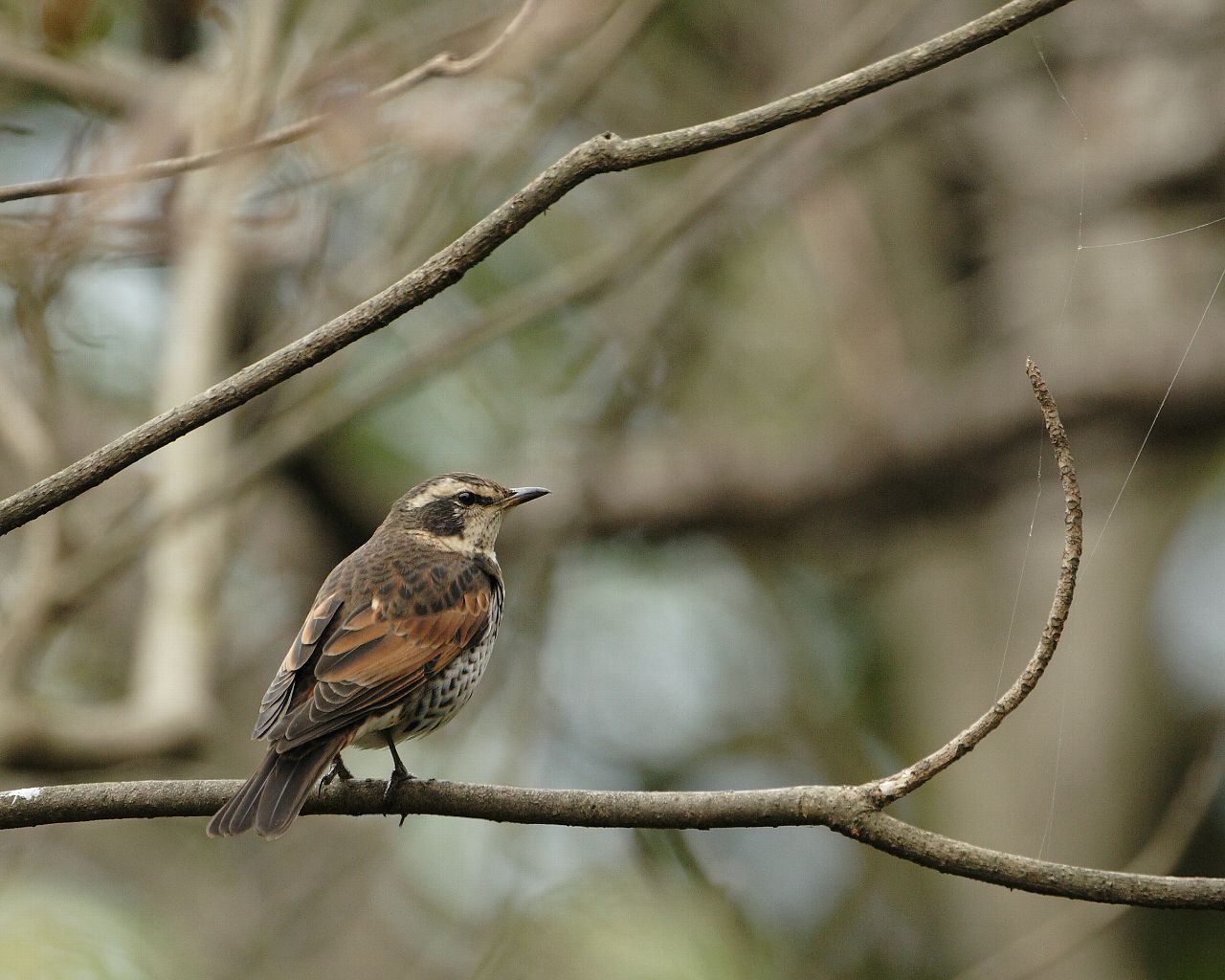 初物ツグミ（冬景色と野鳥の壁紙）_f0105570_22284277.jpg