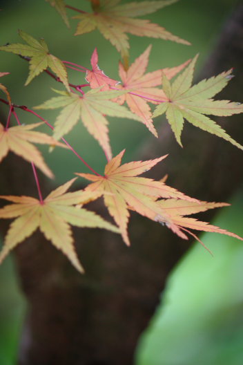 金剛輪寺～紅葉に包まれて_b0055171_13564589.jpg