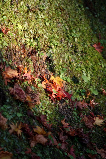 金剛輪寺～紅葉に包まれて_b0055171_1412126.jpg