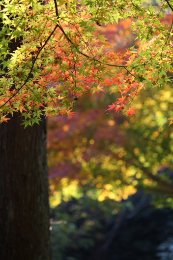 金剛輪寺～紅葉に包まれて_b0055171_1442232.jpg