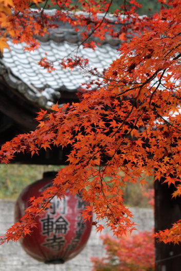 金剛輪寺～紅葉に包まれて_b0055171_1455746.jpg