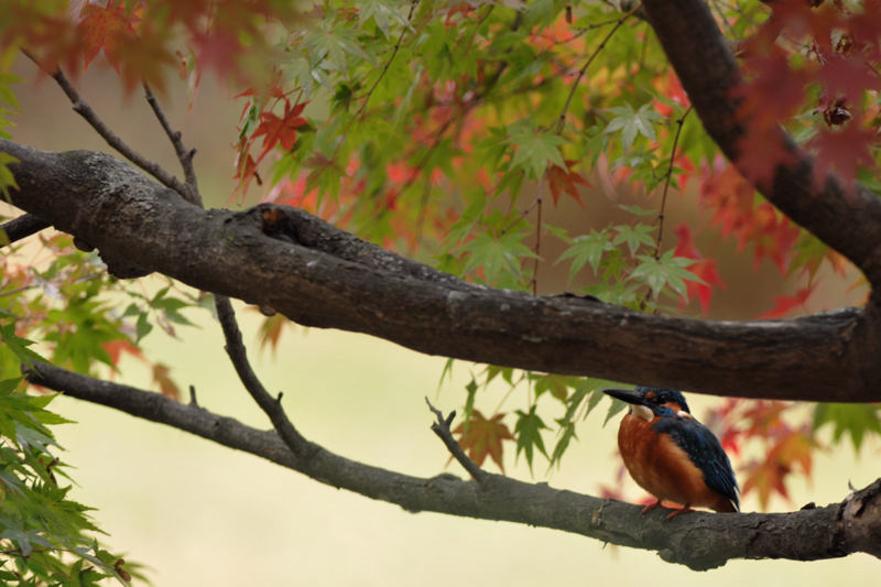 紅く染まったカワセミ_f0053272_10125699.jpg