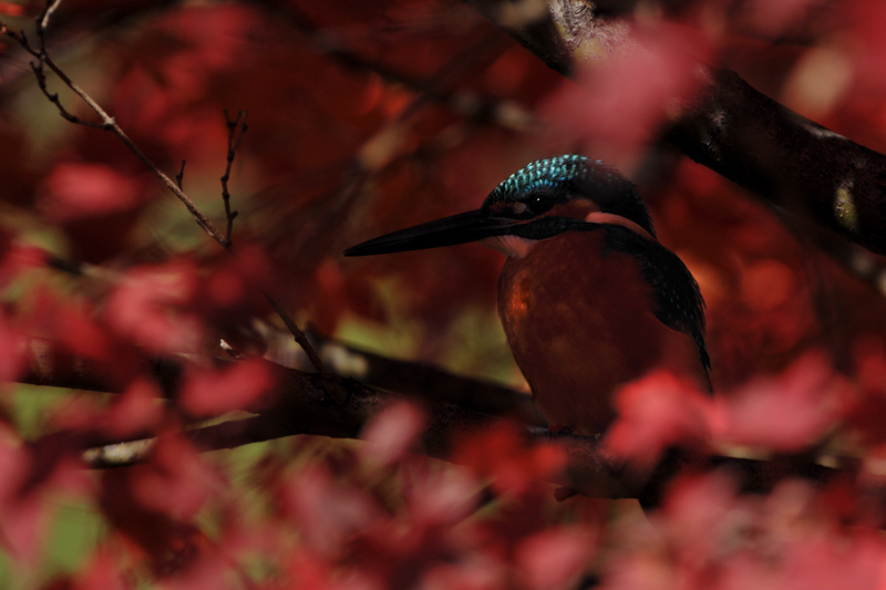 紅く染まったカワセミ_f0053272_9522265.jpg