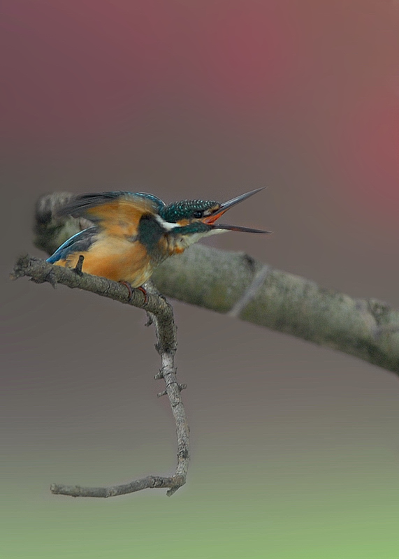 紅く染まったカワセミ_f0053272_956884.jpg