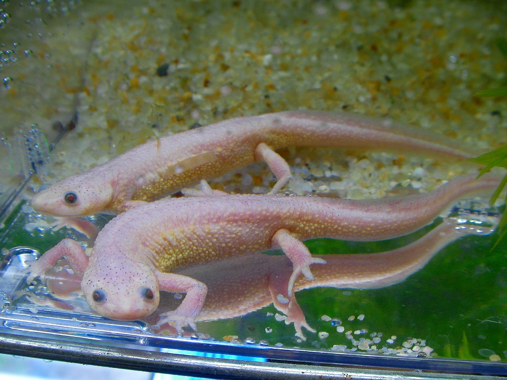 Leucistic Iberian Ribbed Newt 名東ペポニスタッフブログ