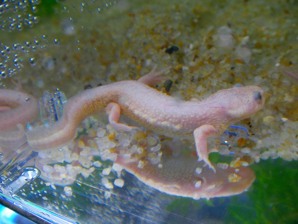 Leucistic Iberian Ribbed Newt 名東ペポニスタッフブログ Leucistic Iberian Ribbed Newt 名東ペポニスタッフブログ