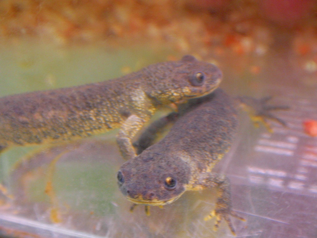 Leucistic Iberian Ribbed Newt 名東ペポニスタッフブログ Leucistic Iberian Ribbed Newt 名東ペポニスタッフブログ