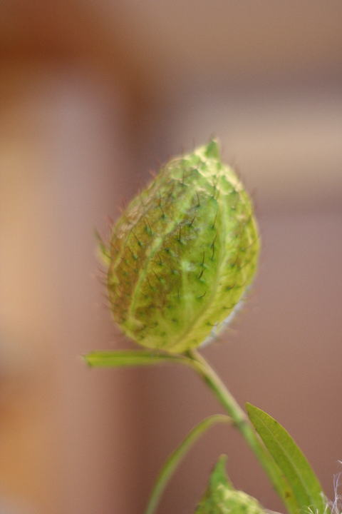 c0129389_839043.jpg