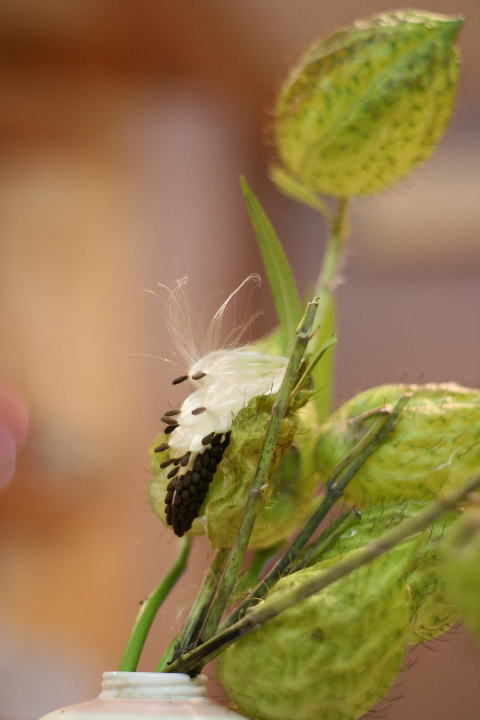 c0129389_8394857.jpg