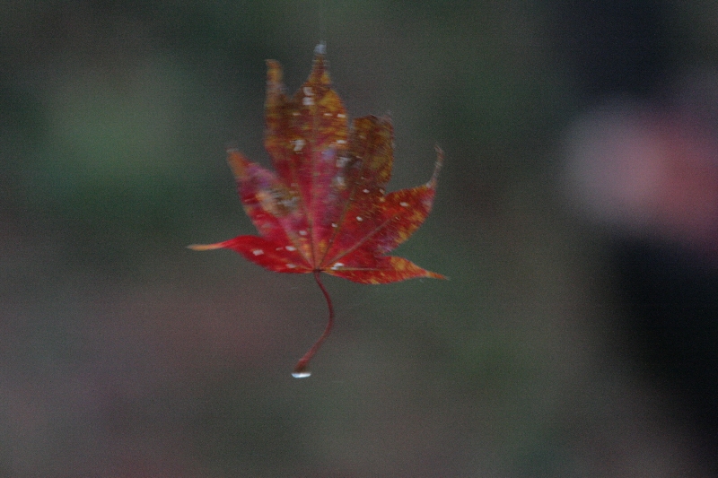 d0133693_11293522.jpg