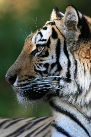 西日 動物園写真館 西日 動物園写真館