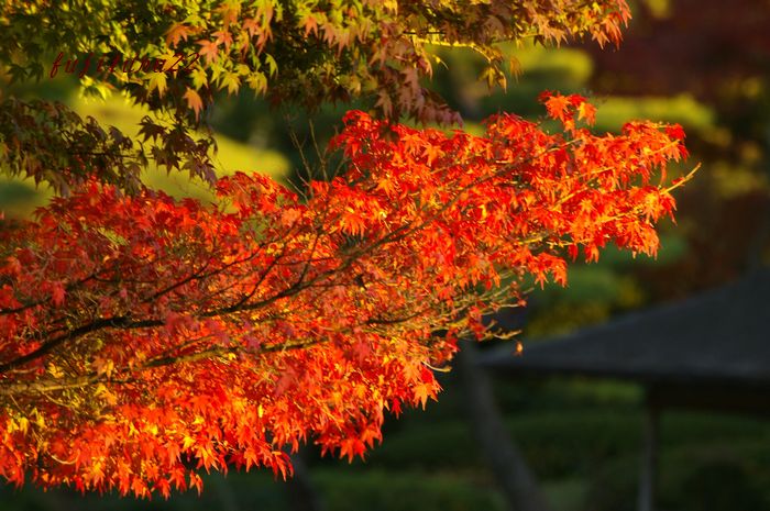 昭和記念公園の紅葉　６(日本庭園）_b0151409_21345984.jpg