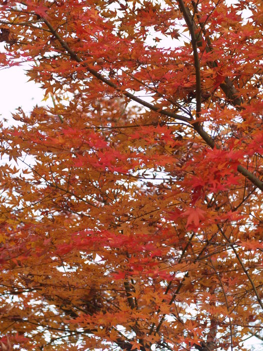 もみじの紅葉_c0116915_17511679.jpg