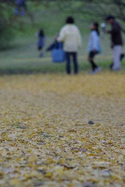 昭和記念公園 with　SMC Takumar 135mm F2.5_c0101927_23413357.jpg