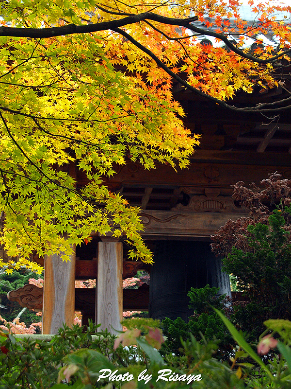 花寺・吉祥寺_e0072638_11302052.jpg