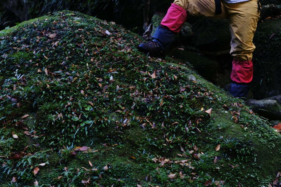 MINOLTA α AF MACRO 100mm 1:2.8 in Yakushima #3_b0060239_21481877.jpg