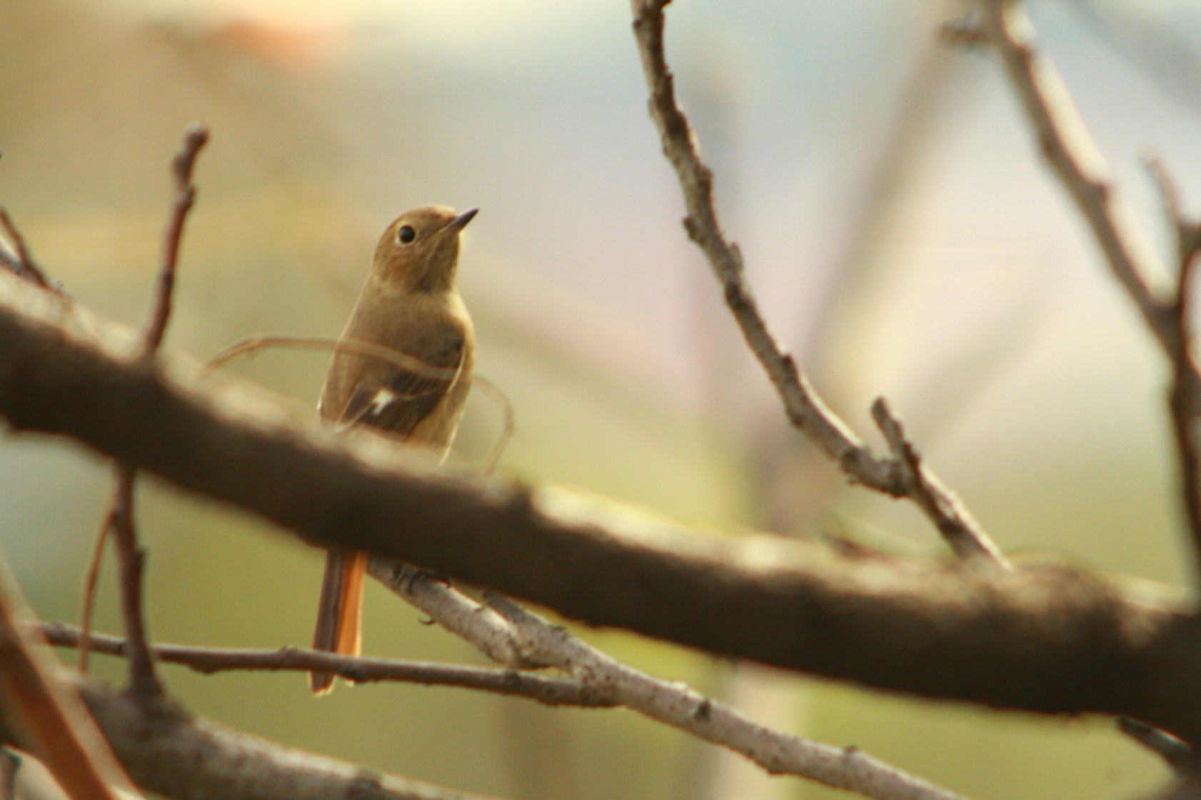 Carl Zeiss Diascopeで撮ってみる東京湾岸ニュース//tkwns//（20）【バードランドのチャーリー･ボウ227】_e0022344_20221536.jpg