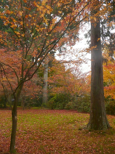 大原三千院の紅葉_c0057946_22281187.jpg