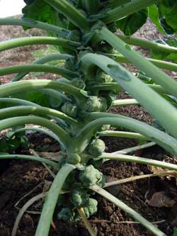 遅れ気味の野菜たち_c0063348_6292684.jpg