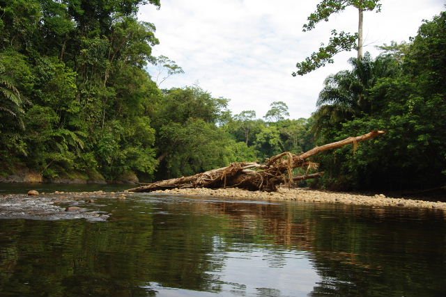 ブルネイ（５）　テンブロン熱帯雨林　その３　テンブロン川_c0011649_7575881.jpg