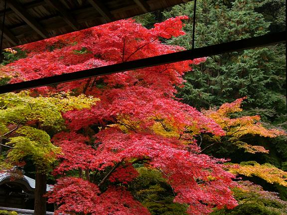 京都・南禅寺南禅院の紅葉_b0063958_23413535.jpg