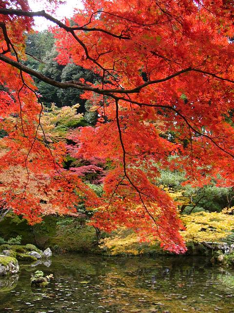 京都・南禅寺南禅院の紅葉_b0063958_2342231.jpg