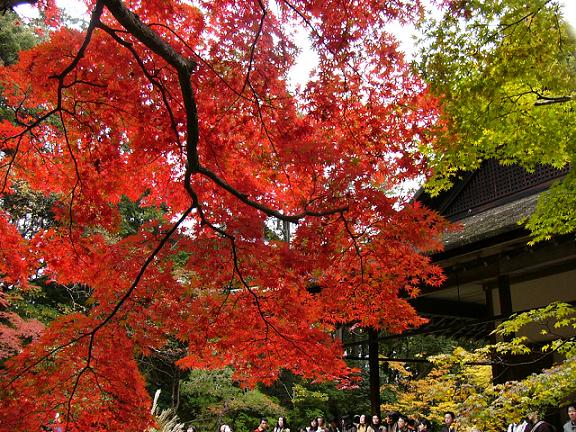 京都・南禅寺南禅院の紅葉_b0063958_23424096.jpg