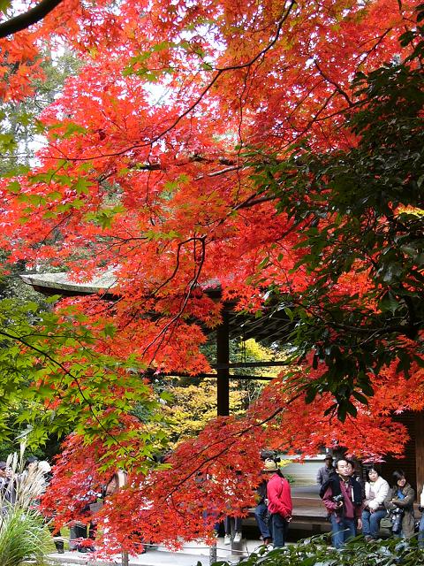 京都・南禅寺南禅院の紅葉_b0063958_2343567.jpg