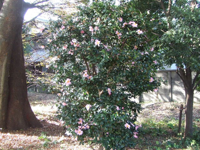 冬にむけて_a0094959_15243234.jpg