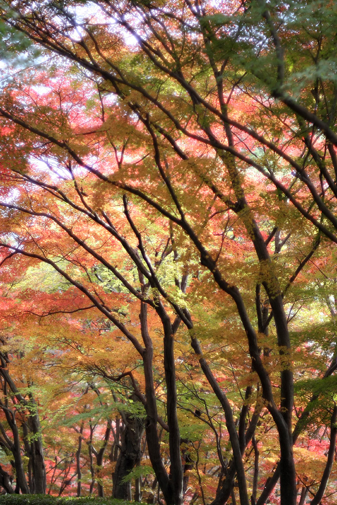 やっと紅葉_d0148060_1863725.jpg